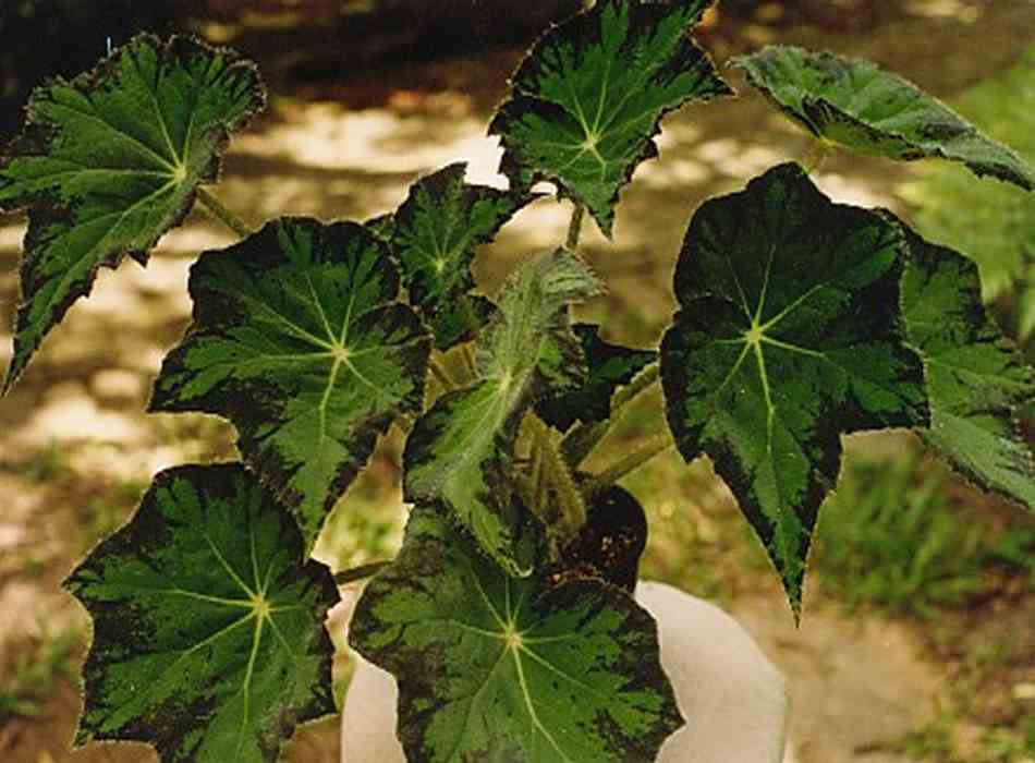B. ‘Black Garter’